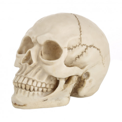 Présentoir pour gadget Hallowmas Prop de Skull Head, taille: 19 (L) x 13 (L) x 14cm (H) (Blanc) SH0015408-37
