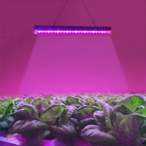 Lumière rouge de croissance de plantes de T5 4.8W + lumière bleue de LED, lumière d'aquarium de lumière de serre chaude de 24 LEDs SH5012975-20