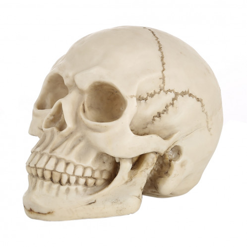 Présentoir pour gadget Hallowmas Prop de Skull Head, taille: 19 (L) x 13 (L) x 14cm (H) (Blanc) SH0015408-07