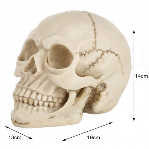 Présentoir pour gadget Hallowmas Prop de Skull Head, taille: 19 (L) x 13 (L) x 14cm (H) (Blanc) SH0015408-07