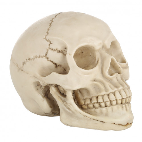 Présentoir pour gadget Hallowmas Prop de Skull Head, taille: 19 (L) x 13 (L) x 14cm (H) (Blanc) SH0015408-07