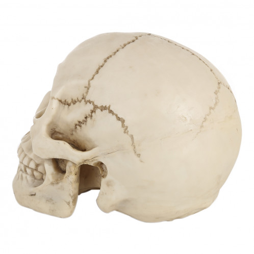 Présentoir pour gadget Hallowmas Prop de Skull Head, taille: 19 (L) x 13 (L) x 14cm (H) (Blanc) SH0015408-07