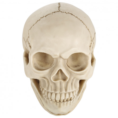 Présentoir pour gadget Hallowmas Prop de Skull Head, taille: 19 (L) x 13 (L) x 14cm (H) (Blanc) SH0015408-07