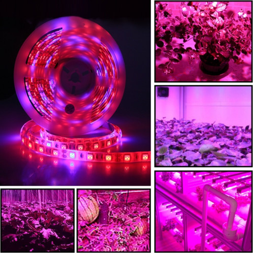 5m 300 LEDs SMD 5050 spectre complet bande de lumière LED Fitolampy élèvent des lumières pour serre plante hydroponique imperméable à l'eau (5 rouge 1 bleu) SH602C1081-08