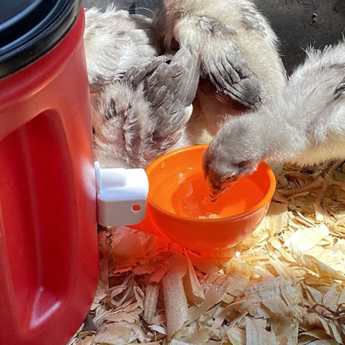 Abreuvoir automatique pour poulet, tasses, distributeur d'eau pour poulet, couleur aléatoire SH0749105-07