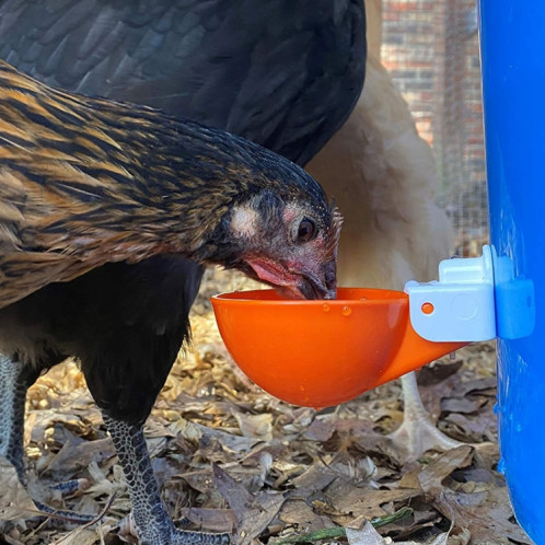 Abreuvoir automatique pour poulet, tasses, distributeur d'eau pour poulet, couleur aléatoire SH0749105-07