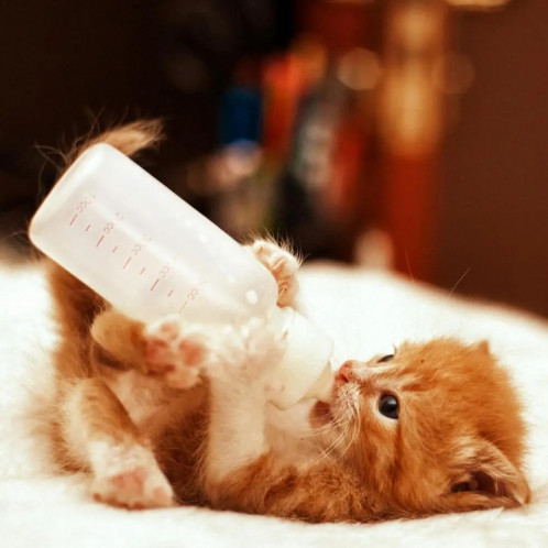 6 pièces/ensemble 50ml nouveau-né animal de compagnie doux mamelon lait bouteille ensemble chiot chats fournitures d'alimentation SH52021843-09