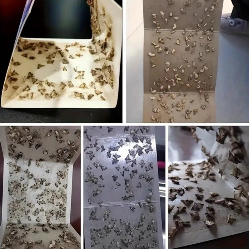 Autocollant de piège à insectes attrape-mites SH0130745-06